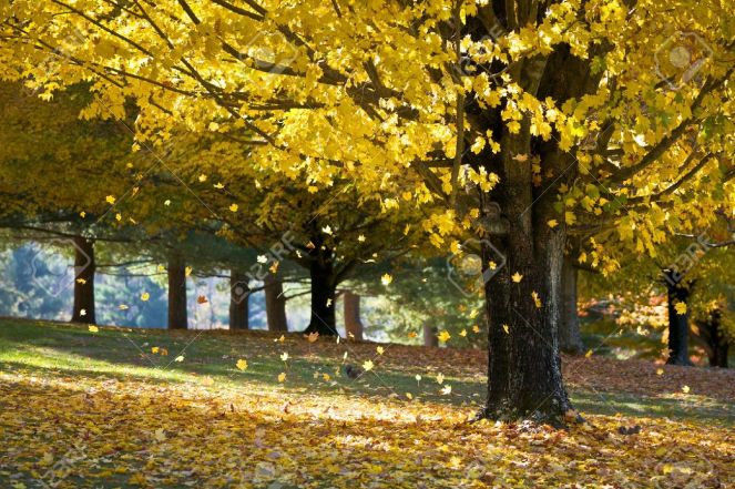 10738052-feuillage-d-automne-rable-jaune-feuilles-qui-tombent-des-arbres-en-automne-avec-les-cureuils-et-le-s-banque-dimages